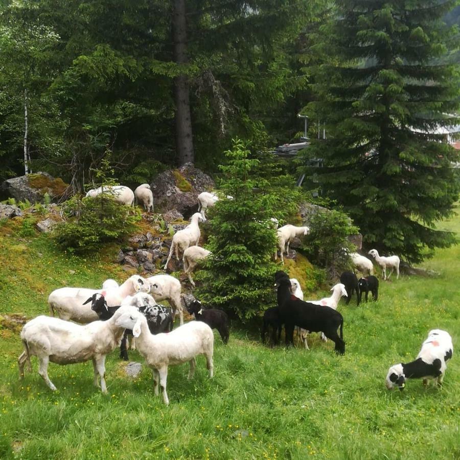 Haus Pechtl Otel Sankt Leonhard im Pitztal Dış mekan fotoğraf